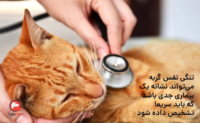 درمان تنگی نفس در گربه