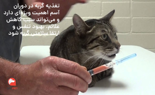 تغذیه و درمان آسم گربه