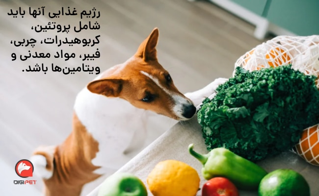 مواد غذایی مورد نیاز سگ باسنجی