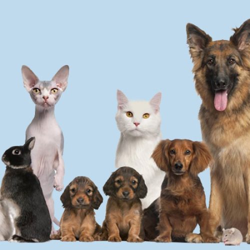 راهنمای خرید محصولات حیوانات خانگی